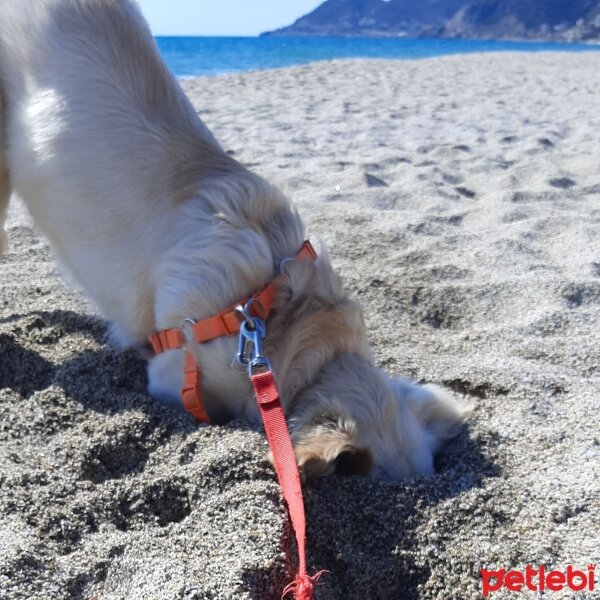 Golden Retriever, Köpek  Pluto fotoğrafı