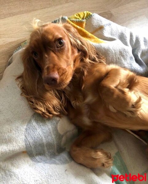 İngiliz Cocker Spaniel, Köpek  Lady fotoğrafı