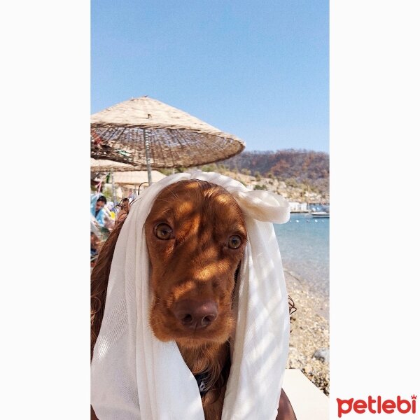 İngiliz Cocker Spaniel, Köpek  Lady fotoğrafı