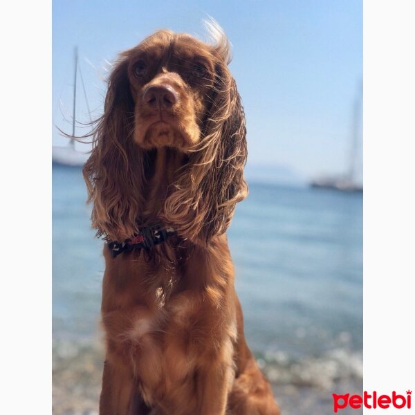 İngiliz Cocker Spaniel, Köpek  Lady fotoğrafı