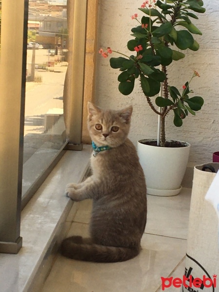 British Shorthair, Kedi  Gümüş fotoğrafı