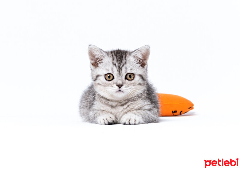 British Shorthair, Kedi  She-Ra fotoğrafı