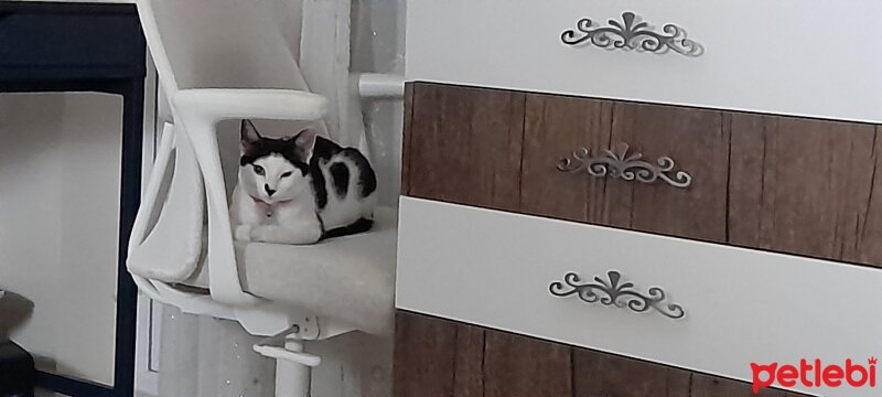 Tekir Kedi, Kedi  Sofia fotoğrafı