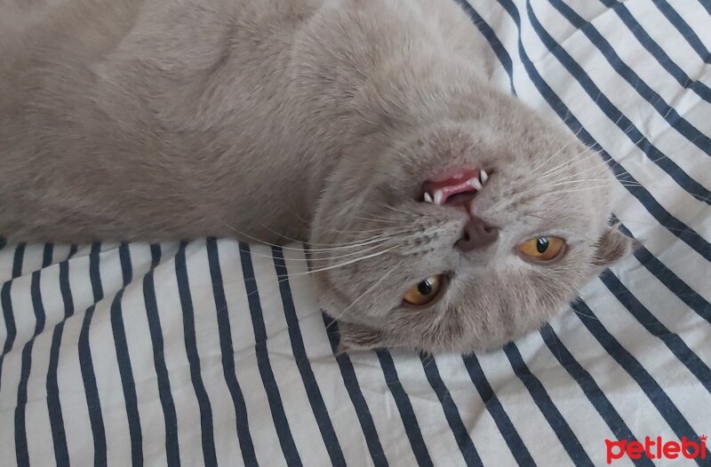 Scottish Fold, Kedi  Mia fotoğrafı