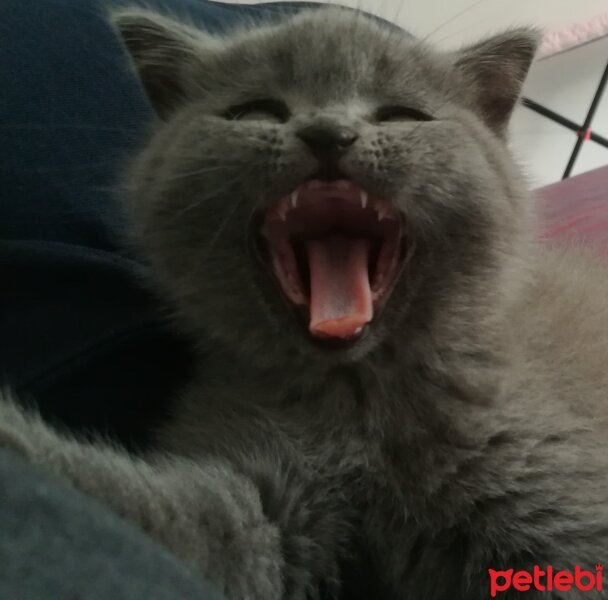 British Shorthair, Kedi  Sofya fotoğrafı