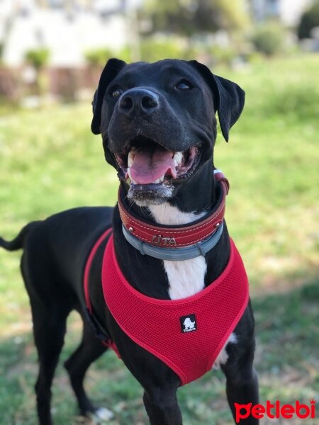 Labrador Retriever, Köpek  Lita fotoğrafı