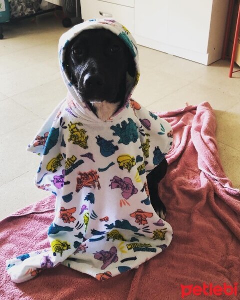 Labrador Retriever, Köpek  Lita fotoğrafı