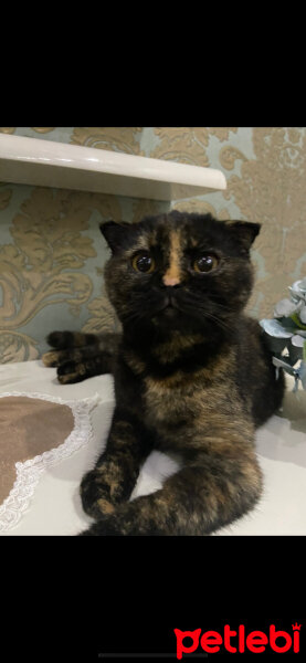 Scottish Fold, Kedi  Bala fotoğrafı