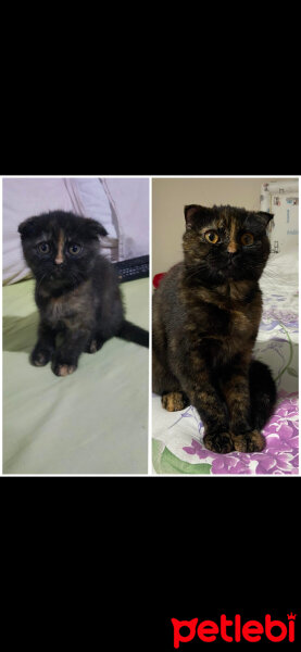 Scottish Fold, Kedi  Bala fotoğrafı