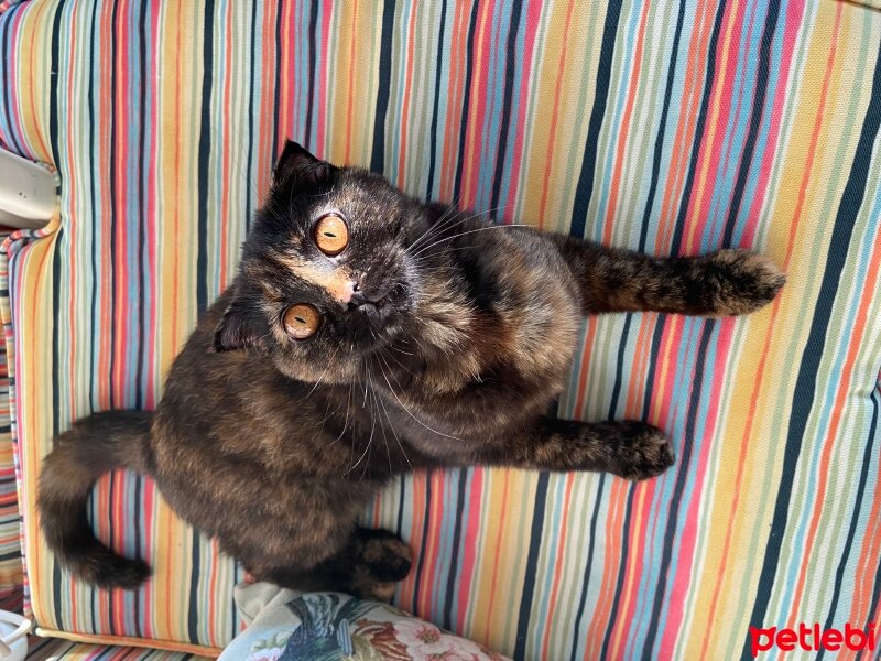 Scottish Fold, Kedi  Bala fotoğrafı