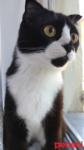 Tuxedo (Smokin) Kedi, Kedi  Minnoş fotoğrafı