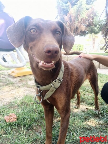 Vizsla, Köpek  Fındık fotoğrafı