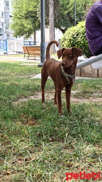 Vizsla, Köpek  Fındık fotoğrafı