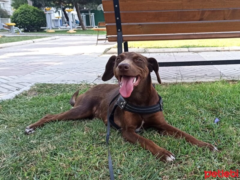 Vizsla, Köpek  Fındık fotoğrafı