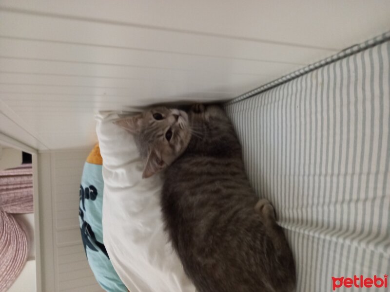 British Shorthair, Kedi  Lisa fotoğrafı