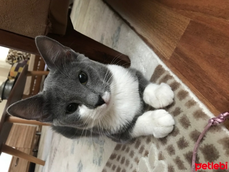 Tekir Kedi, Kedi  LuLu fotoğrafı