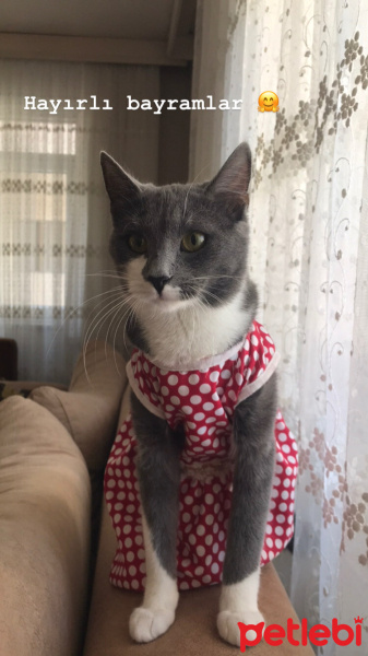 Tekir Kedi, Kedi  LuLu fotoğrafı