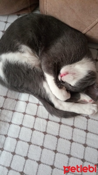 Tekir Kedi, Kedi  LuLu fotoğrafı