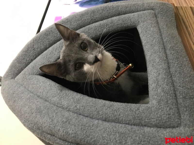 Tekir Kedi, Kedi  LuLu fotoğrafı