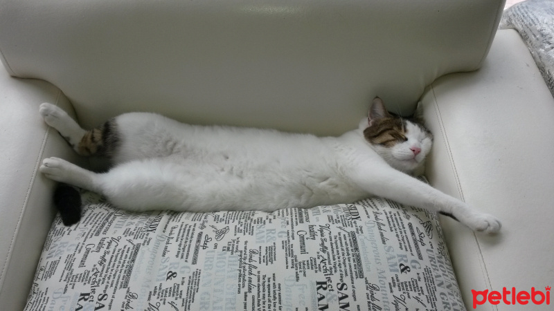 Tekir Kedi, Kedi  Rıfkı fotoğrafı