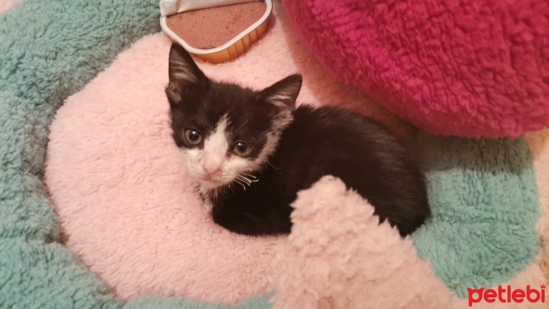 Tekir Kedi, Kedi  Gece fotoğrafı
