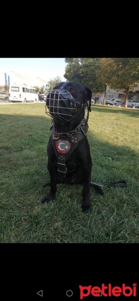 Cane Corso Italiano, Köpek  Venüs fotoğrafı