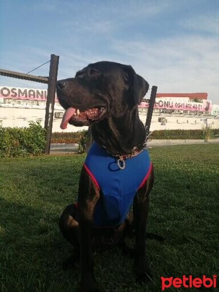 Cane Corso Italiano, Köpek  Venüs fotoğrafı