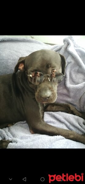 Cane Corso Italiano, Köpek  Venüs fotoğrafı