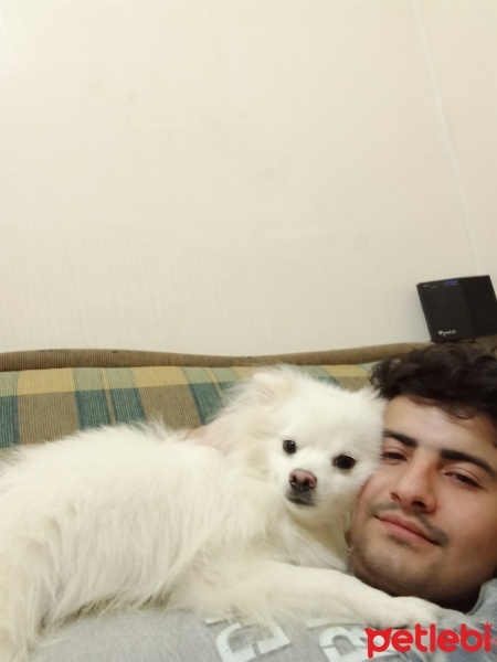 Pomeranyalı, Köpek  MAX fotoğrafı