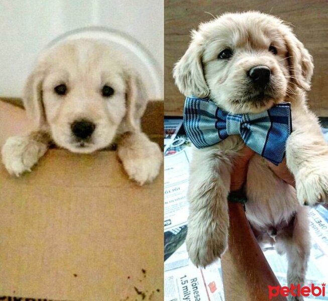 Golden Retriever, Köpek  ALFA fotoğrafı