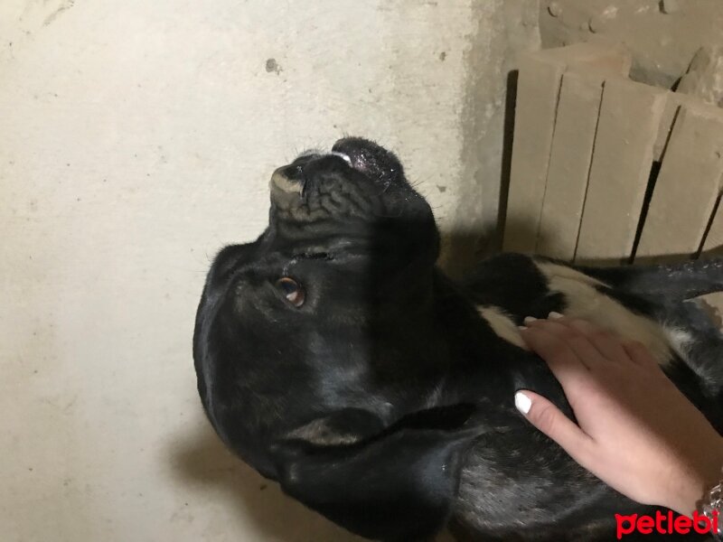 Cane Corso Italiano, Köpek  Robin fotoğrafı