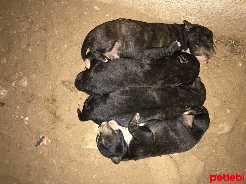 Cane Corso Italiano, Köpek  Robin fotoğrafı