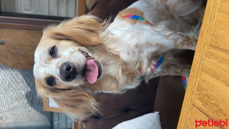 İngiliz Setter, Köpek  Puding fotoğrafı