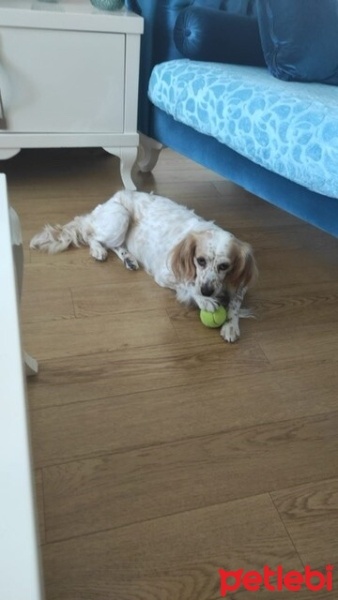 İngiliz Setter, Köpek  Puding fotoğrafı