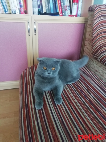 Scottish Fold, Kedi  Hera fotoğrafı