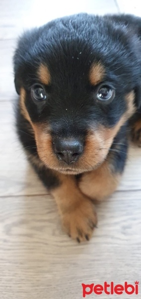 Rottweiler, Köpek  Ares fotoğrafı
