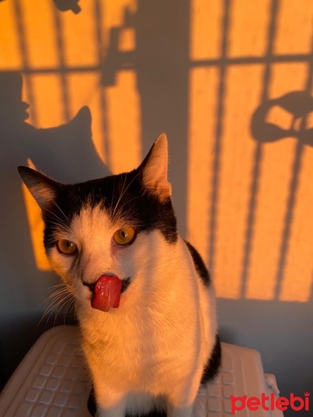 Tekir Kedi, Kedi  Mırmır fotoğrafı