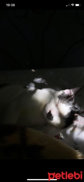 Tekir Kedi, Kedi  Mırmır fotoğrafı