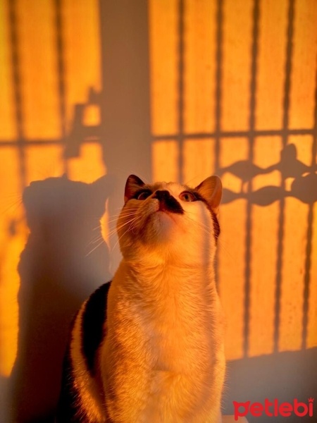Tekir Kedi, Kedi  Mırmır fotoğrafı
