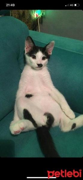 Tekir Kedi, Kedi  Mırmır fotoğrafı