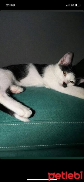 Tekir Kedi, Kedi  Mırmır fotoğrafı