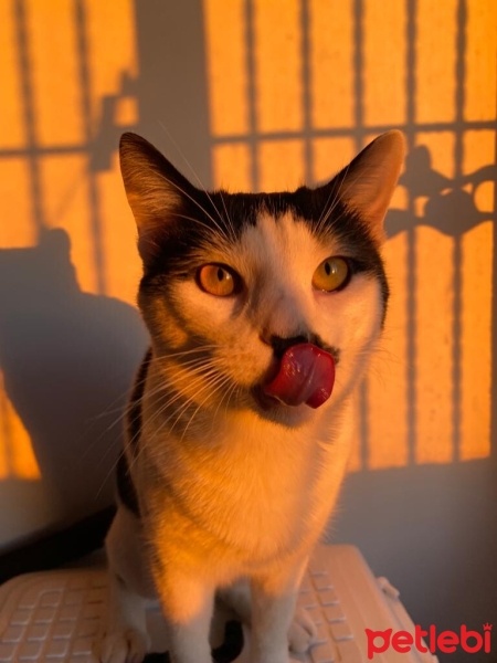 Tekir Kedi, Kedi  Mırmır fotoğrafı