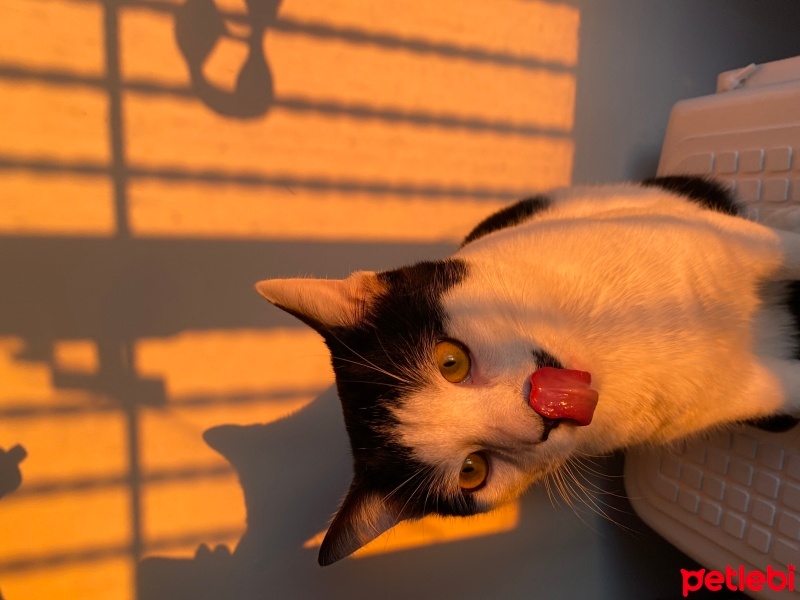 Tekir Kedi, Kedi  Mırmır fotoğrafı