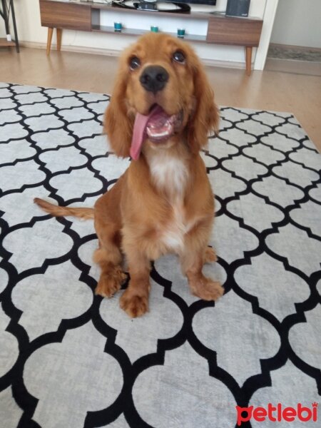 Amerikan Cocker Spaniel, Köpek  Zeus fotoğrafı