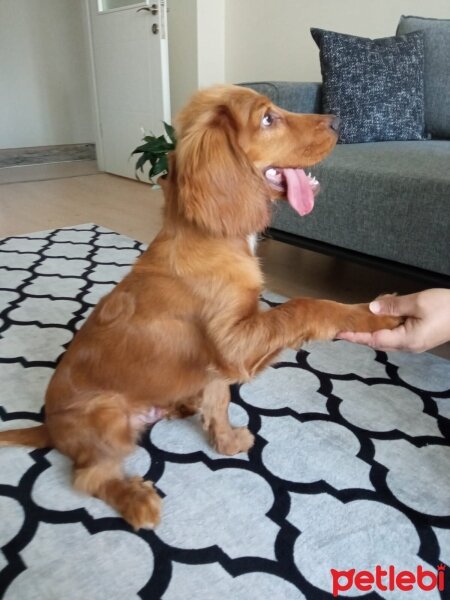 Amerikan Cocker Spaniel, Köpek  Zeus fotoğrafı