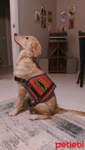 Golden Retriever, Köpek  Şira fotoğrafı