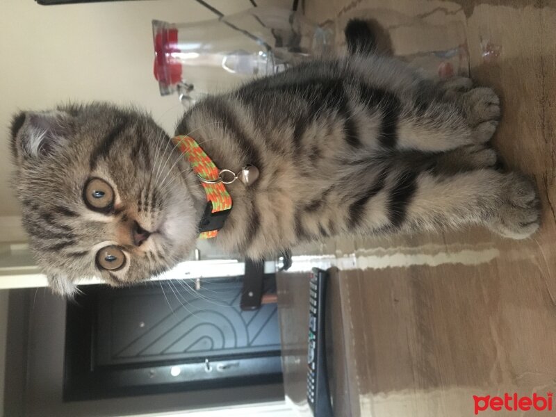 Scottish Fold, Kedi  Mişa fotoğrafı