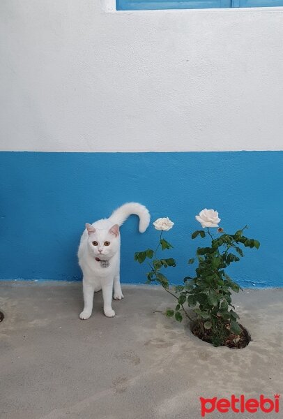 Van Kedisi, Kedi  Alice fotoğrafı