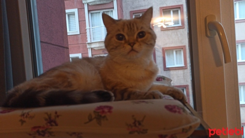 British Shorthair, Kedi  BONCUK fotoğrafı