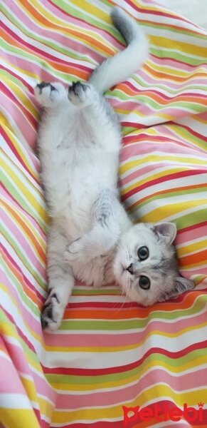 British Shorthair, Kedi  Mia fotoğrafı